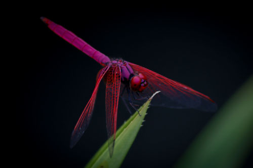 Dragonfly. Photo by Andre Mouton on Unsplash