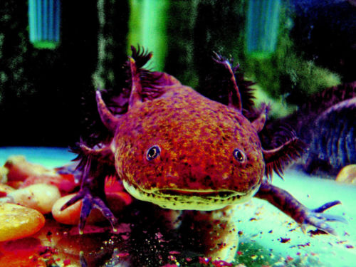 Axolotl, un cuento de Julio Cortázar. Foto: Jan Tik