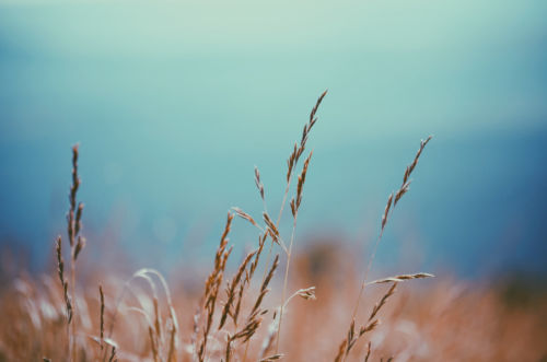 Golden grass on blue. Foto por Ashley Davis en Unsplash