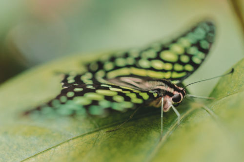 Butterfly Macro. Foto por Jakob Owens en Unsplash