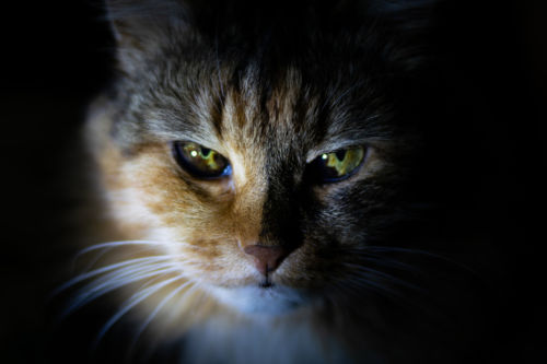 Gato. Foto por Tatyana Eremina en Unsplash