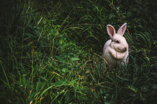 Rabbit in the grass. Foto por Victor Larracuente en Unsplash