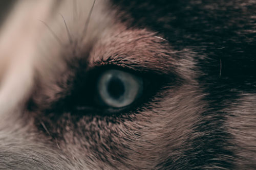 Dog. Foto por Florian Schneider en Unsplash