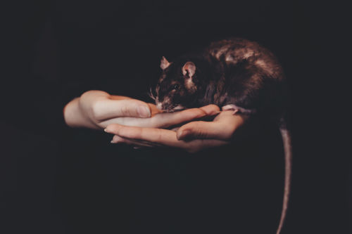 Ratón. Foto por freestocks.org en Unsplash