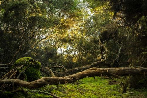 La selva. Foto por Karl Anderson en Unsplash