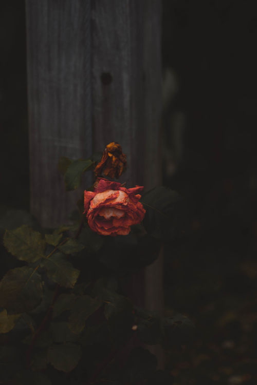 Flor. Foto por Mat Reding en Unsplash