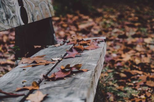 Hojas de otoño. Foto por Annie Spratt en Unsplash