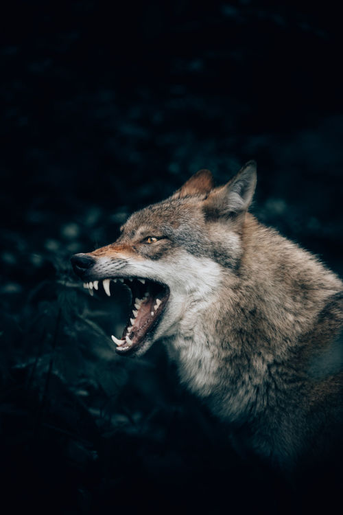 Lobo en el bosque. Foto por Philipp Pilz en Unsplash