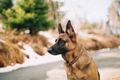 Perro guía. Foto por Christoph Schmid en Unsplash