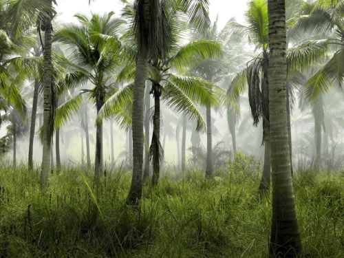 Bosque de palmeras. Foto por Hans Eiskonen en Unsplash