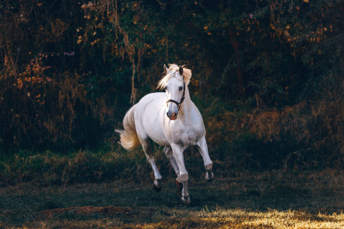 Caballo. Foto por Helena Lopes en Unsplash