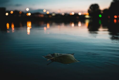 Hoja en un lago. Foto por Andre Hunter en Unsplash