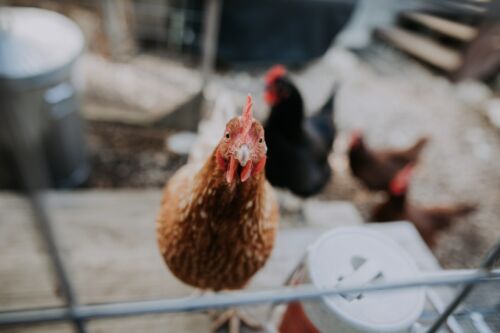 Gallina. Foto por Christin Hume en Unsplash