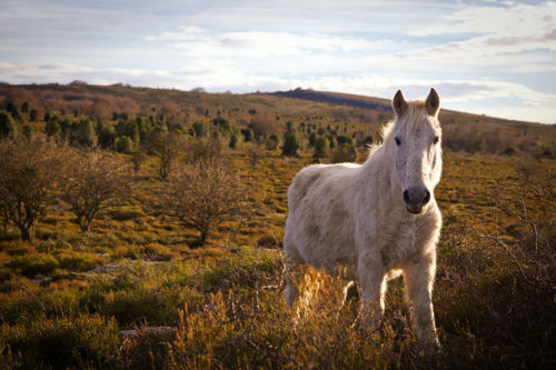 Caballo blanco. Foto por Jeison Higuita en Unsplash