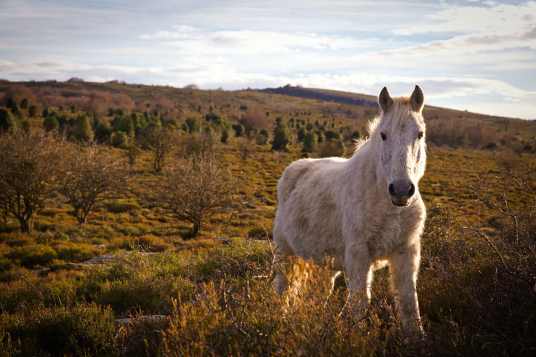 Mi caballo mago Sabine Ulibarrí Cuento de Realismo Mágico