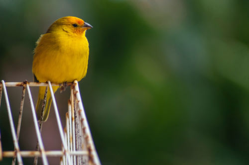 Canario. Foto por Julia Craice en Unsplash