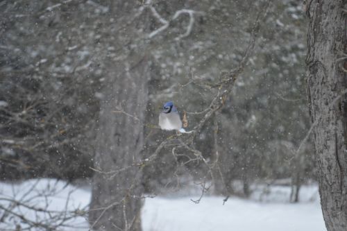 Pájaro azul. Foto Amy Luschen en Unsplash