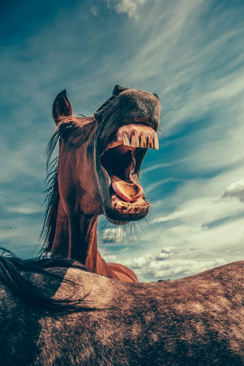 Caballo mostrando sus dientes. Foto por Mikael Kristenson en Unsplash