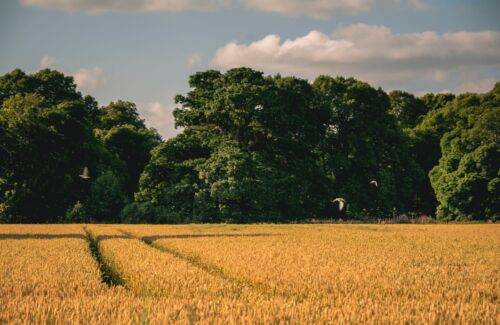 Kildare. Foto por Naseem Buras en Unsplash