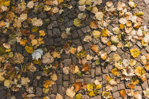 Hojas de otoño. Foto por max fuchs en Unsplash