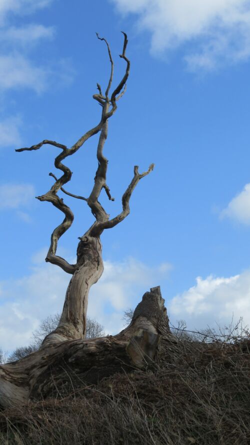 Árbol. Foto por Andy Watkins en Unsplash