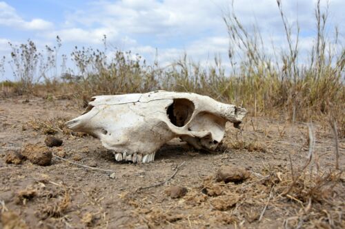 Un cráneo de cebra blanqueado por el sol, Kenia