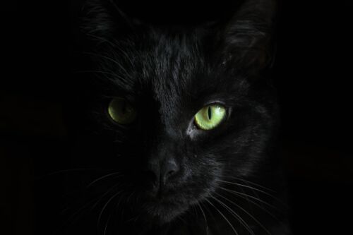 Gato negro